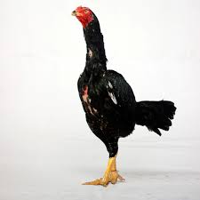Anak ayam bangkok yang bagus bisa dilihat dari postur tubuh yang dimiliki oleh ayam tersebut. Prospek Dan Peluang Usaha Ayam Bangkok Yang Begitu Menggiurkan Budidayakita
