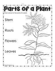 Science worksheets for grade 2 plants. Parts Of A Plant Worksheets