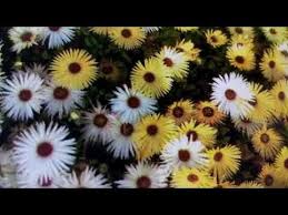 583 How To Grow N Care Ice Plant Mesembryanthemum Fig Marigold Living Stone Daisy Hindi 7 12 Youtube Ice Plant Plants Plant Hacks