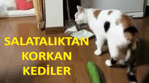 Salatalik Gorunce Korkan Kediler Kedi Komik Videolar