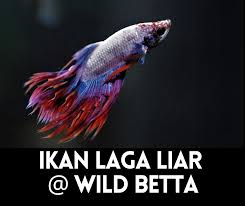 Nama ikan laga, kerana ikan ini kalau ditemukan dalam 1vs1, ikan ini akan bergaduh sesama. Ikan Laga Kampung Archives Info Ikan Laga Ikan Hiasan Terkini