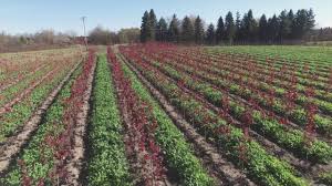 Maybe you would like to learn more about one of these? 35 Latest Tree Nursery Janesville Wi Pink Wool