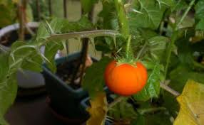 Image result for Solanum capsicoides