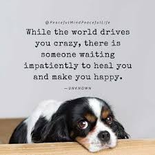 Cavalier king charles spaniel puppies for sale cheap. Contact