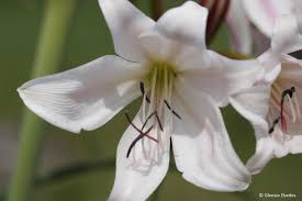 Image result for Crinum macowanii
