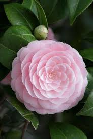 The Perfect Pink Flower Beautiful Flowers Beautiful Pink Flowers Pretty Flowers