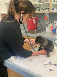 Learn about us and explore our services: Pacific Grove Ca 93950 Veterinarian Pacific Grove Animal Hospital