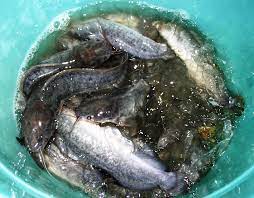 Catfish Farming With 55 Gallon Drums And 5 Gallon Buckets Five Gallon Ideas