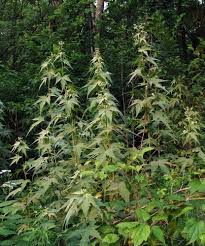 Image result for Sida chrysantha