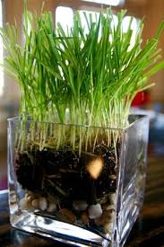 Artificial grass indoors and decorative. Common Grass Houseplants Varieties Of Indoor Grass Plants Plants Growing Grass Houseplants