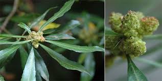 Image result for Myrica salicifolia