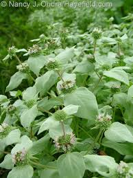 Image result for Stachys nemorivaga