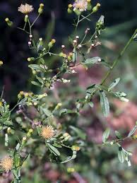 Image result for Eschenbachia gouanii