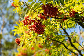 We did not find results for: Mountain Ash Branches With Red Fruits 2314649 Stock Photo At Vecteezy