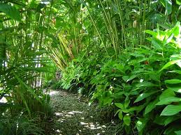 Tropischer Garten Ein Kleiner Garten Kostenpflichtiger Weg Garten Kleiner Kostenpflichtiger Tropis Tropical Garden Tropical Landscaping Jungle Gardens