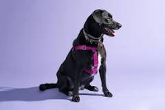 The 4 Best Dog Harnesses of 2023 | Reviews by Wirecutter
