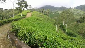 Ada dua rute untuk menuju lokasi. Kebun Teh Knpi Cipasung Majalengka Posts Facebook