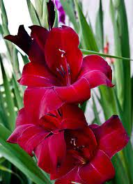 Red Gladiolus By Lenora Bruce Amaryllis Flowers Beautiful Flowers Pictures Gladiolus Flower