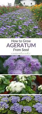 The More Commonly Recognized Dwarf Types Make Excellent Border Plants With Their Ball Shaped Mounded Plant Habit That Are Cov Plants Border Plants Garden Beds