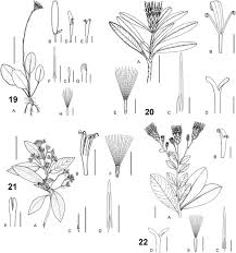 Image result for Pasaccardoa procumbens