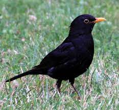 Ainsi vont les jours et les nuits. Merle Noir Wikipedia
