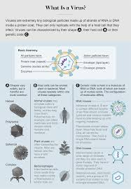 Our immune systems, with their antibodies and special white blood cells, can usually kill harmful bacteria before they multiply enough to cause symptoms. Viruses Can Help Us As Well As Harm Us Scientific American