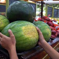 The bigger the yellow belly and the creamier the color means the more time the melon spent ripening on the vine. How To Tell If A Watermelon Is Ripe