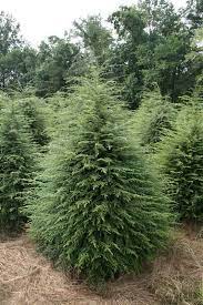 Canadian Hemlock Tree Evergreen Landscape Landscape Trees Canadian Hemlock