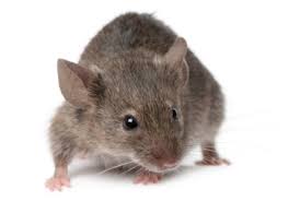 How to check for fever. Ini Gejala Orang Yang Terkena Penyakit Kencing Tikus