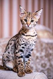 Savannah Cat Breed Information Characteristics Daily Paws