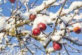 Check spelling or type a new query. Why Do Apples Need Chilling Learn About Chill Hours For Apple Trees