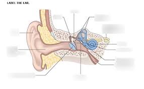 The long bone has a shaft, with proximal and distal ends. 34 Label The Ear Anatomy Diagram Labels Database 2020