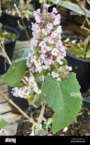 Image result for Scrophulariaceae