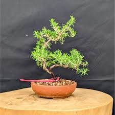 Image result for rosemary bonsai