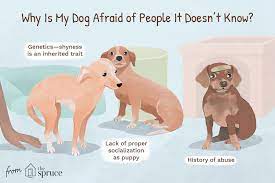 Reasons Why Your Dog Fears Strangers And How To Stop It