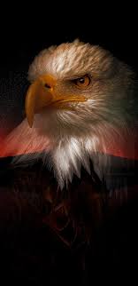 4k Ultra Hd Eagle Wallpapers Black Wallpaper For Android And Iphone Eagle Wallpaper Bald Eagle Android Wallpaper Black
