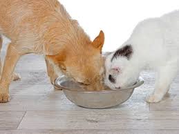 Can Dogs Eat Cat Food Can Cats Eat Dog Food Pets Pet People Dogs