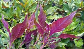 Image result for Gynura