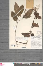 Image result for Anisosepalum alboviolaceum