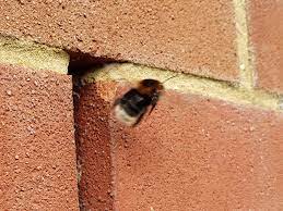 They build their homes under your porch, eaves and cracks in your walls. Evicting Bees From Inside The Wall Of My House Beekeeping Apiculture Forum
