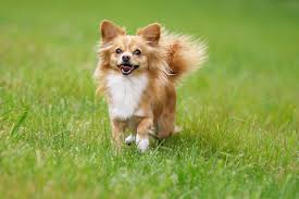 Chihuahua hündin zum decken gesucht unser 5 jahre alter schwarzer wunderschöner chihuahua chihuahua decken alter. Chihuahua Steckbrief Charakter Wesen Haltung