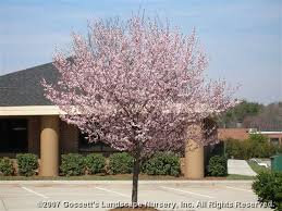 Another useless man rambling on about some damn thing. Plum Thundercloud Purple Leaf Gossett S Landscape Nursery