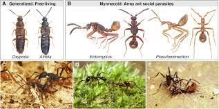 It is effective to kills ants, bedbugs, rats, spiders, houseflies. Deep Time Convergence In Rove Beetle Symbionts Of Army Ants Sciencedirect