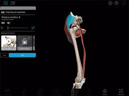 Nov 13, 2020 · it continues as the skin of the thigh and lower abdomen. The Glorious Glutes Muscles Of The Buttocks