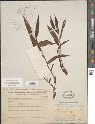 Image result for Danthoniopsis dinteri