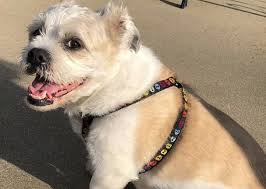 French bull tzu puppies can be a bit stubborn or have a short attention span, so you'll have to be patient. 30 Special Shih Tzu Mixes The Ultimate Shih Tzu Mix Guide