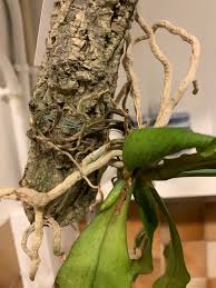 Image result for Aerangis kotschyana