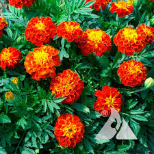 Image result for tagetes)
