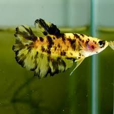 Live Betta Female Fancy Yellow Black Spot Hm Hm Premium Grade Thailand In 2020 Black Spot Yellow Black Betta