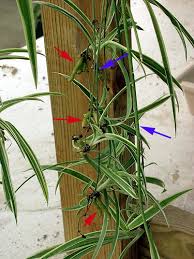 Image result for Chlorophytum ruahense